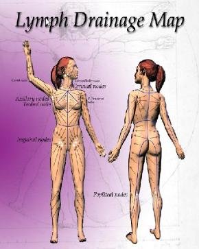lymph drainage map