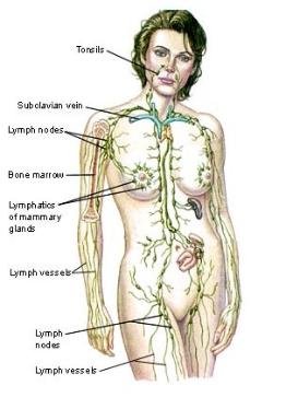 lymphatic drainage 